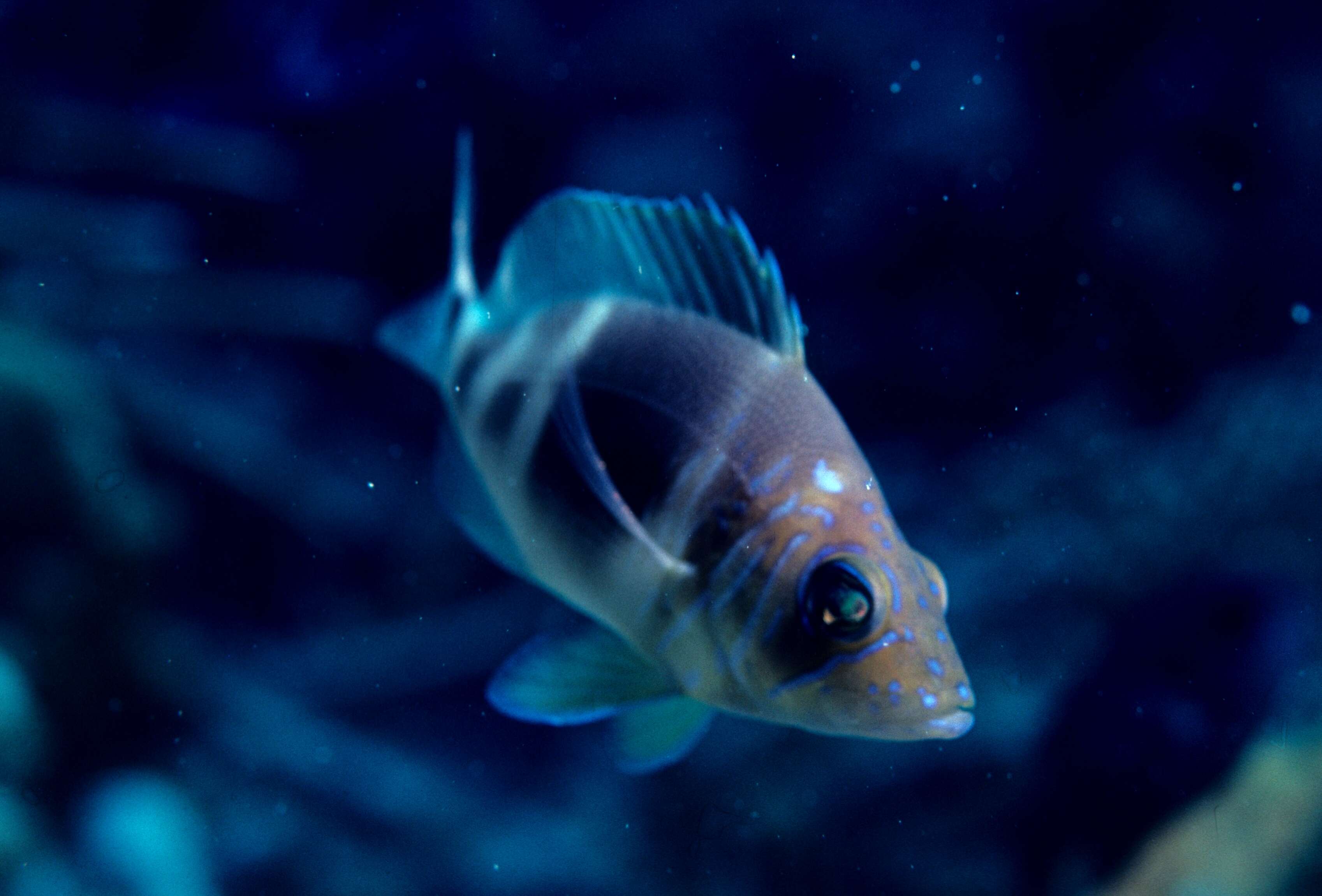 Image of Barred Hamlet