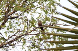 Image of Adamawa Turtle Dove