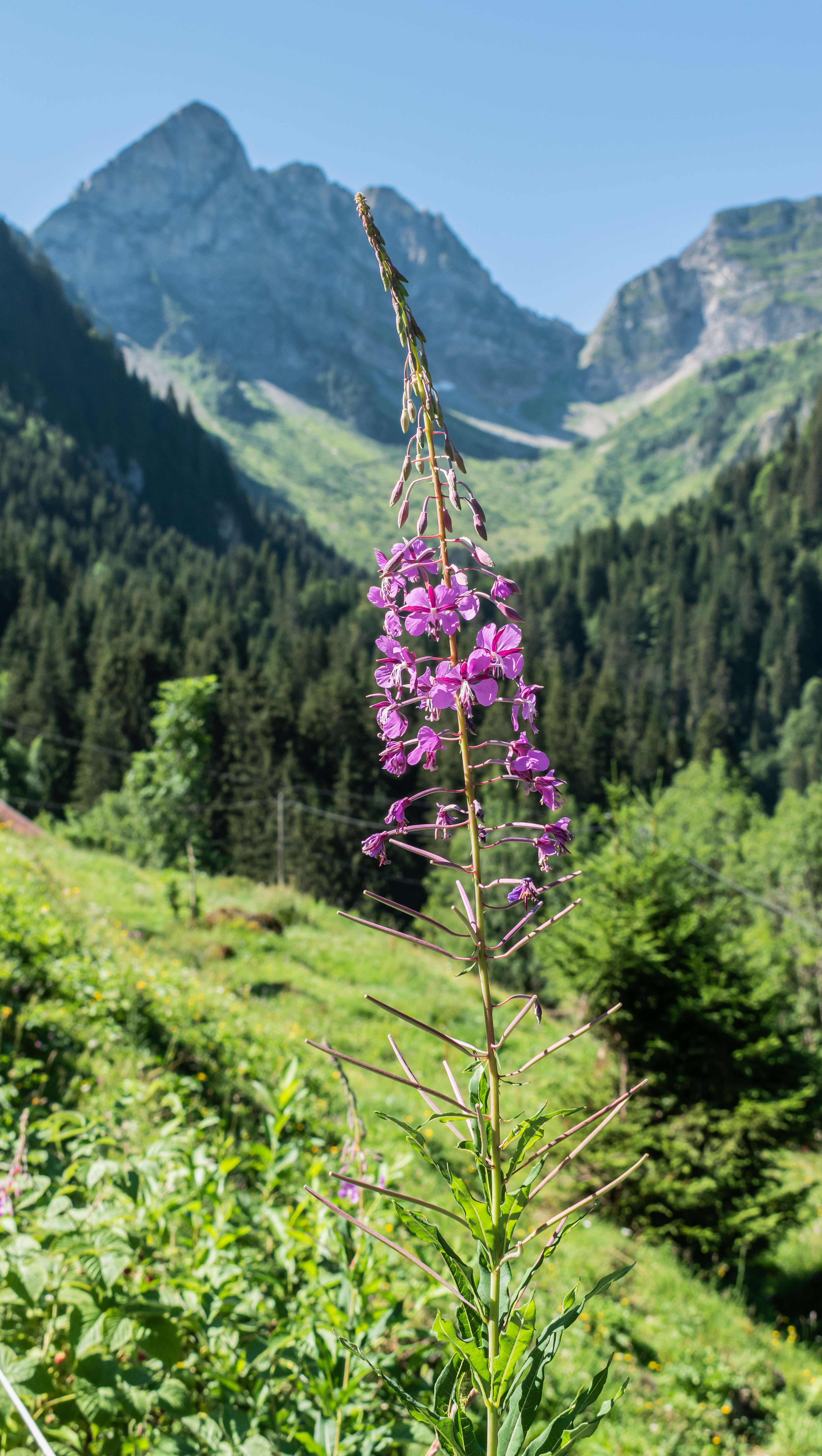 Image of Narrow-Leaf Fireweed