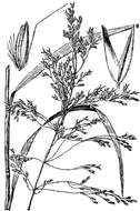 Image of Bolander's reedgrass