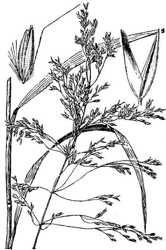 Image of Bolander's reedgrass