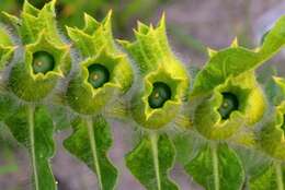 Image of black henbane