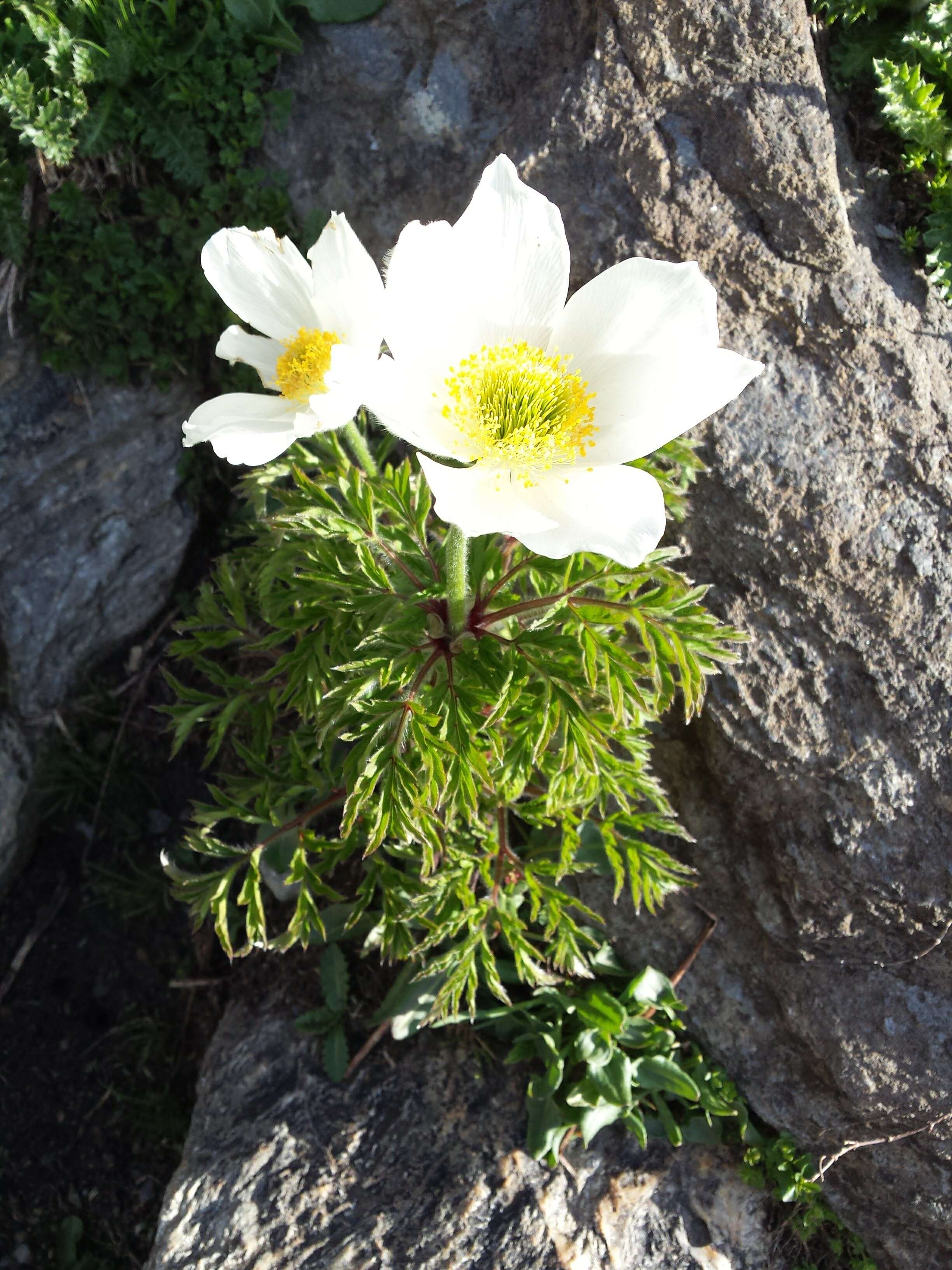 Image of pasqueflower