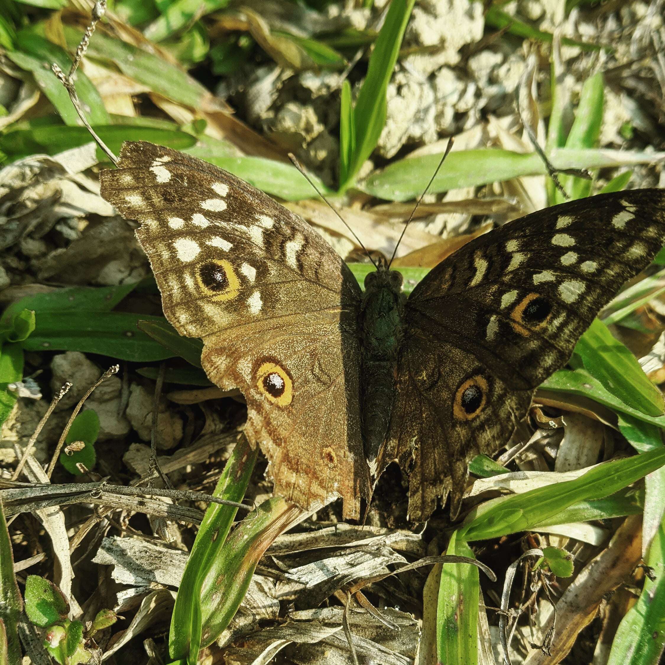 Image of Junonia lemonias Linnaeus 1758