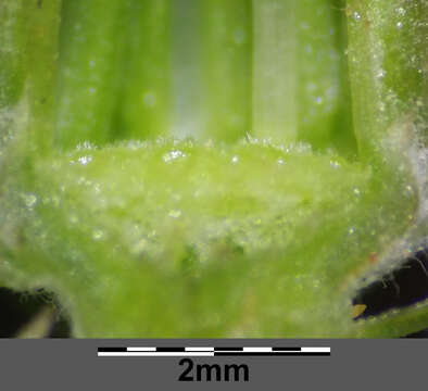 Image of narrowleaf hawksbeard