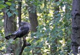 Image of Eurasian Goshawk