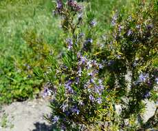 Imagem de Salvia rosmarinus Schleid.