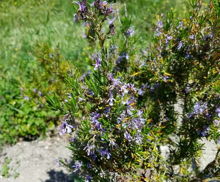 Imagem de Salvia rosmarinus Schleid.