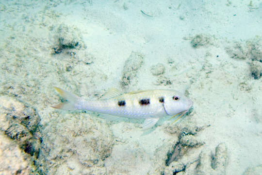 Image of Spotted Goatfish