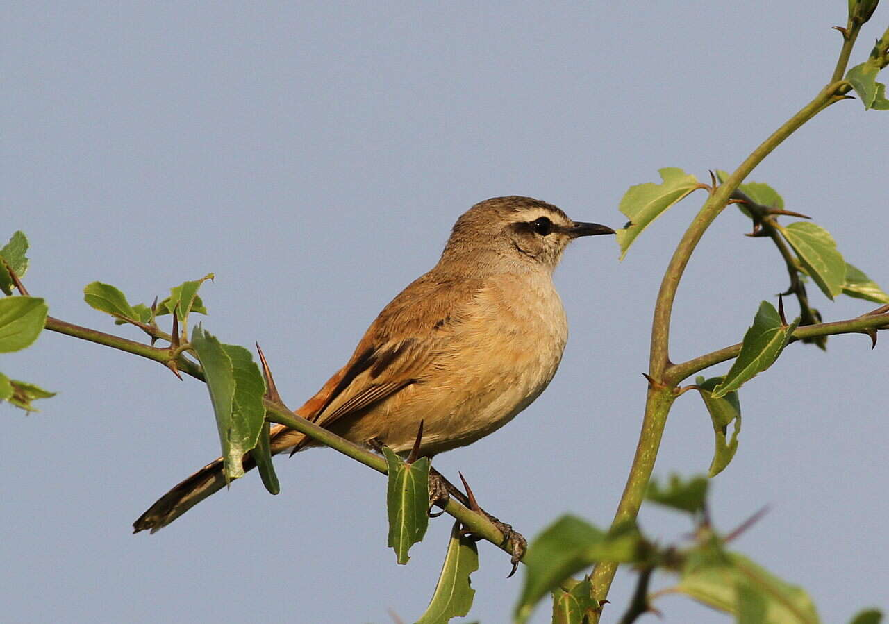 Image of Kalahari Scrub Robin