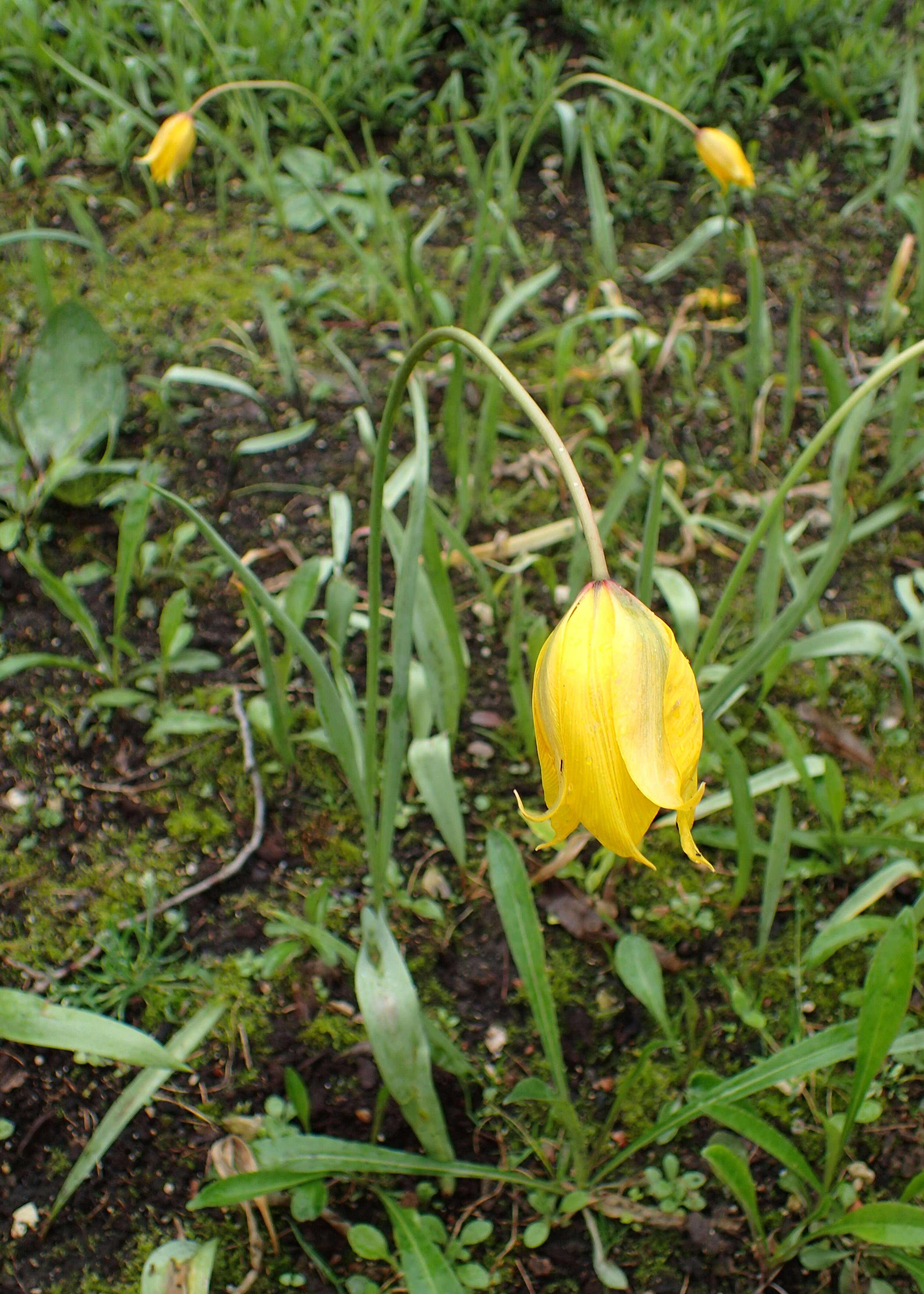 Image of Wild tulip