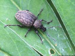 Image of lovage weevil