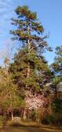 Imagem de Pinus glabra Walter