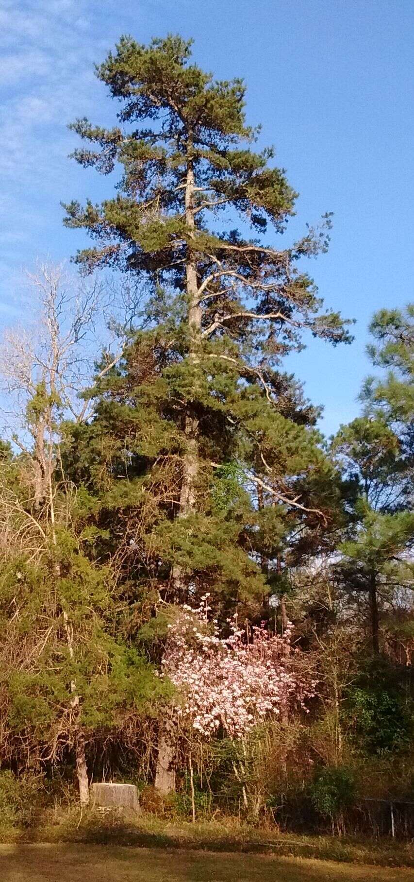 Imagem de Pinus glabra Walter