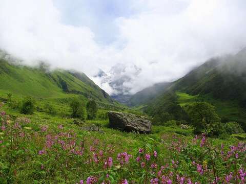 Image of Himalayan balsam