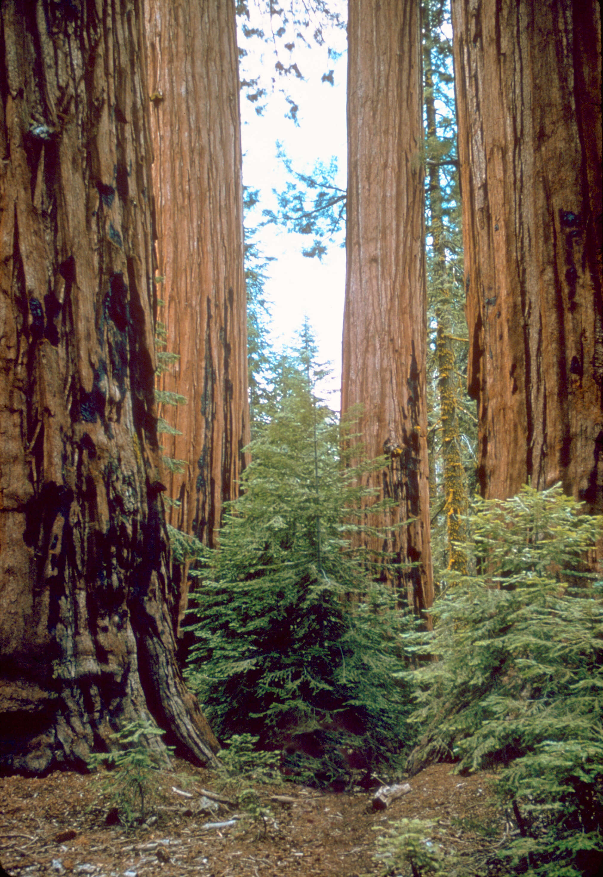 Image of giant sequoia