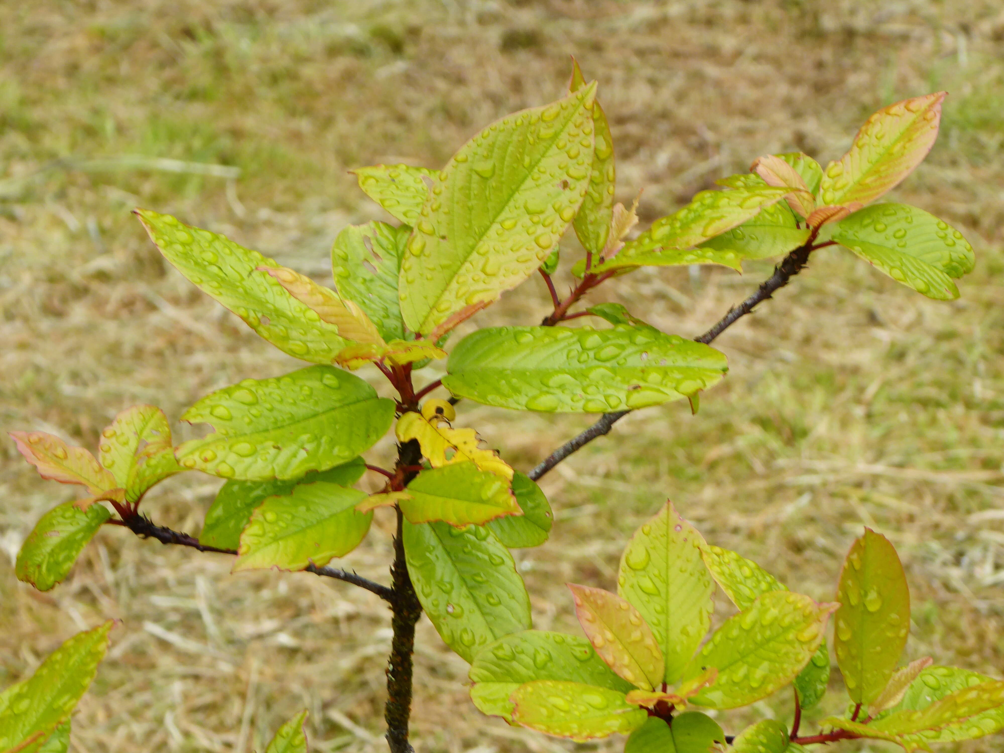 Image de Frangula azorica Grubov