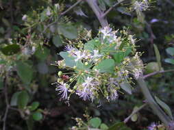 Image de Capparis sepiaria L.