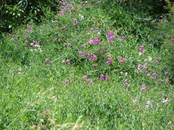 Image of Everlasting pea