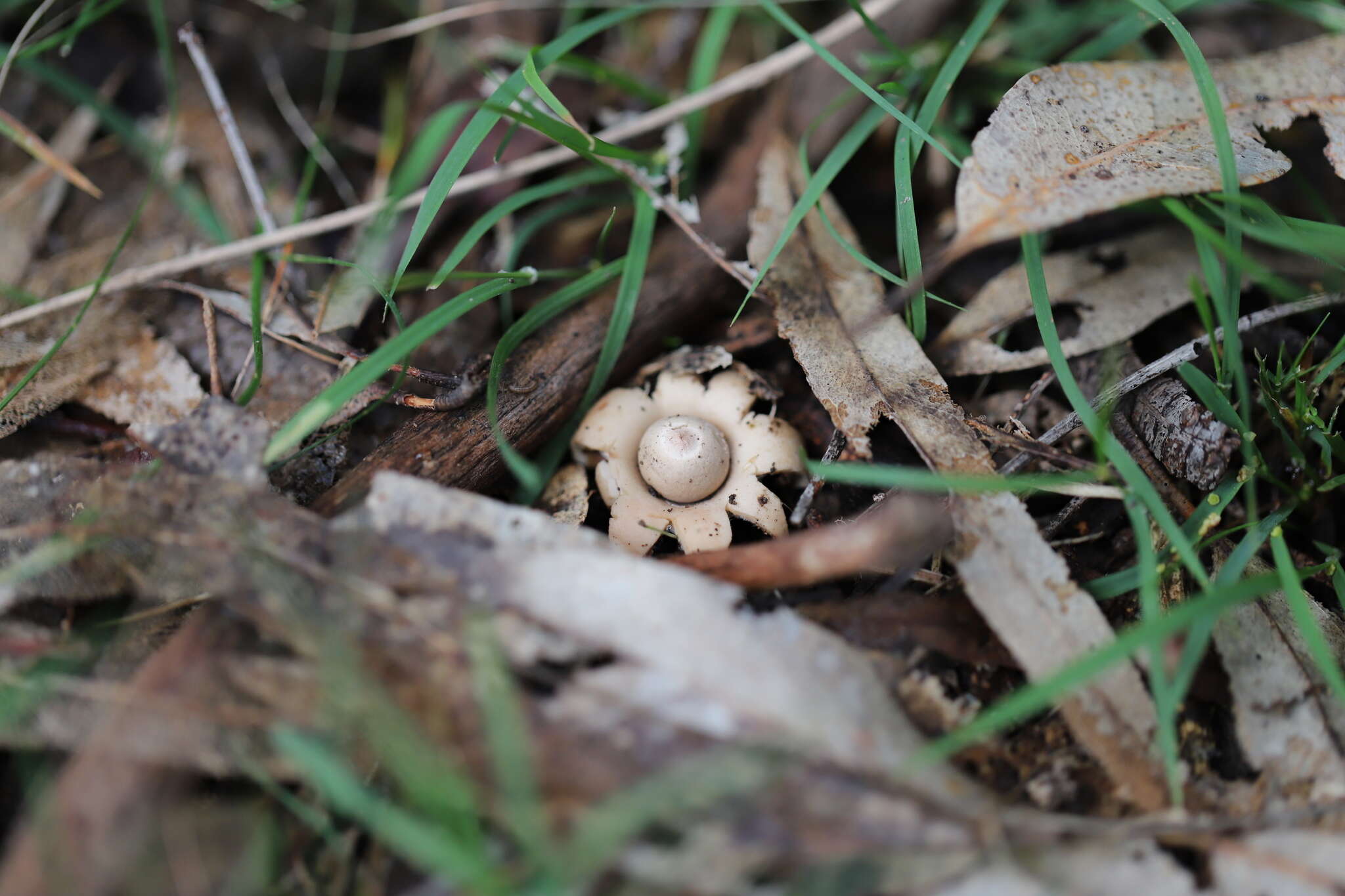 Image of Collared Earthstar