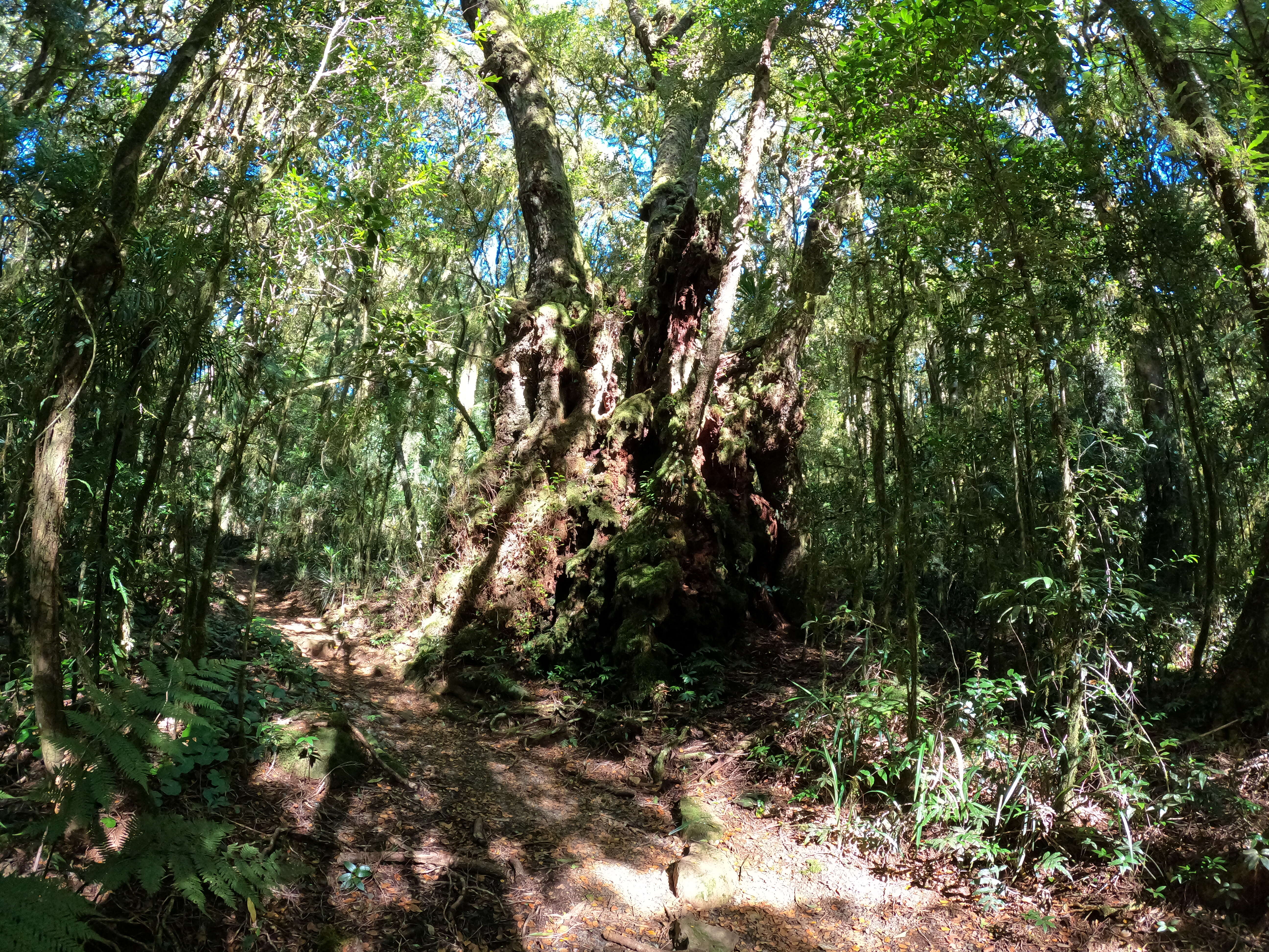 Imagem de Nothofagus moorei (F. Muell.) Krasser