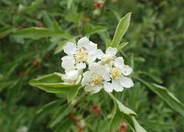 Malus transitoria (Batalin) C. K. Schneid. resmi