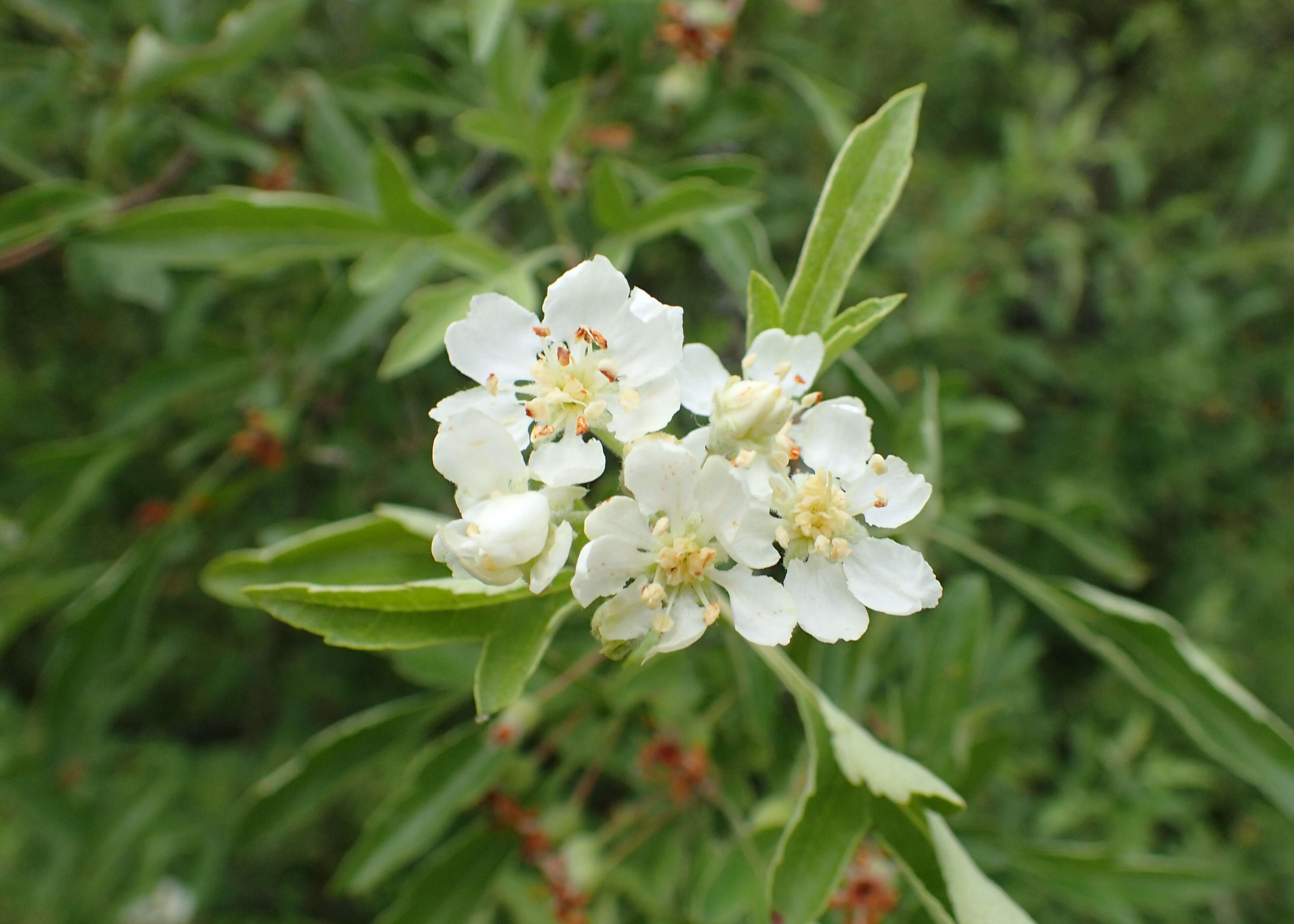 Malus transitoria (Batalin) C. K. Schneid. resmi