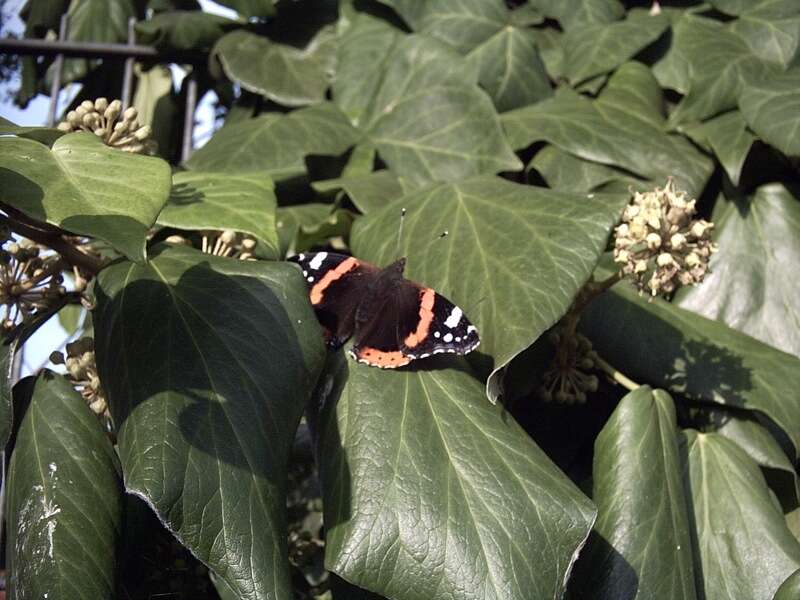 Imagem de Vanessa atalanta Linnaeus 1758