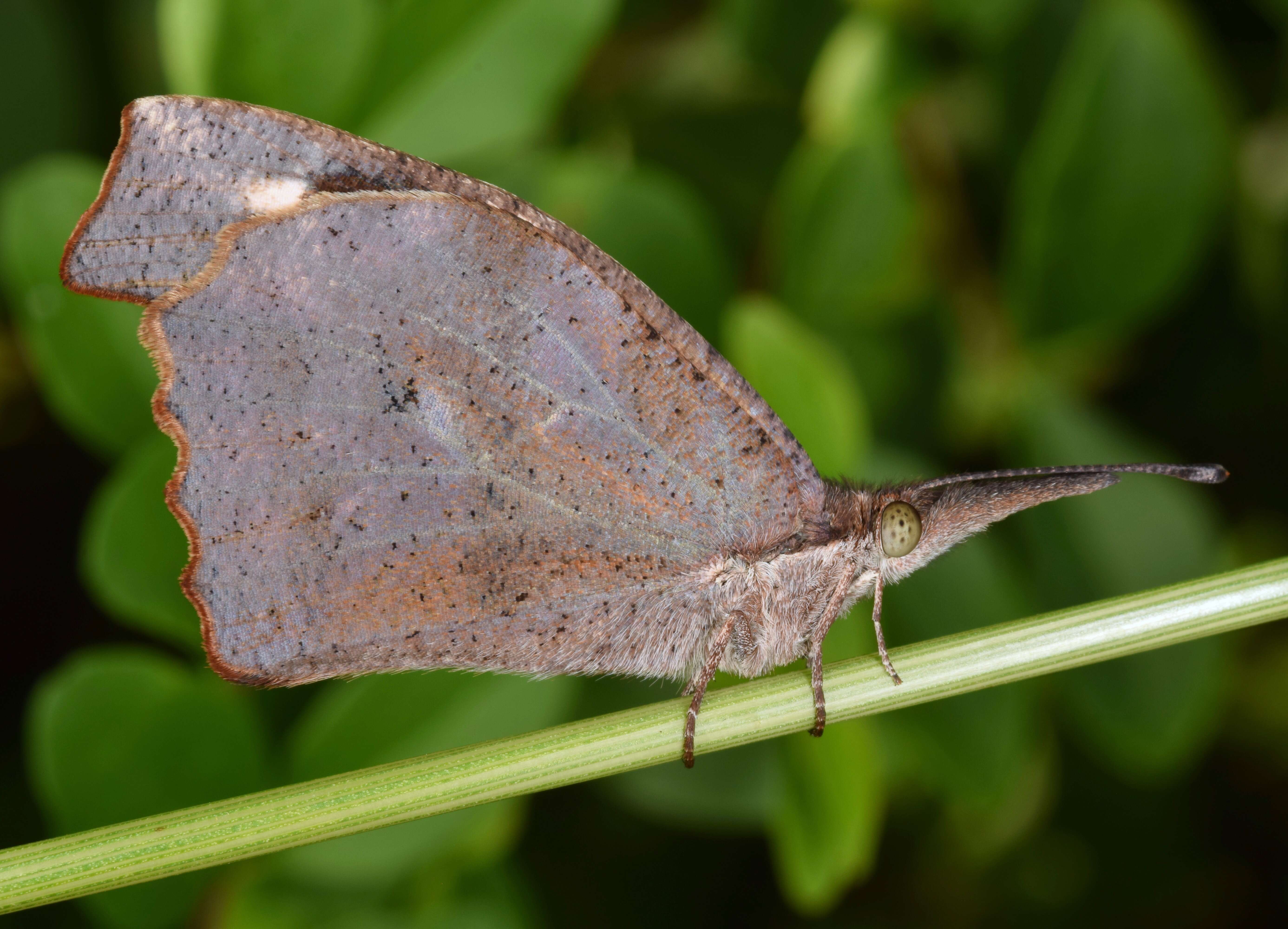 Image of American Snout