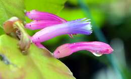 Image of Pseudorhipsalis amazonica (K. Schum.) Ralf Bauer