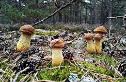 Слика од Aureoboletus projectellus (Murrill) Halling 2015