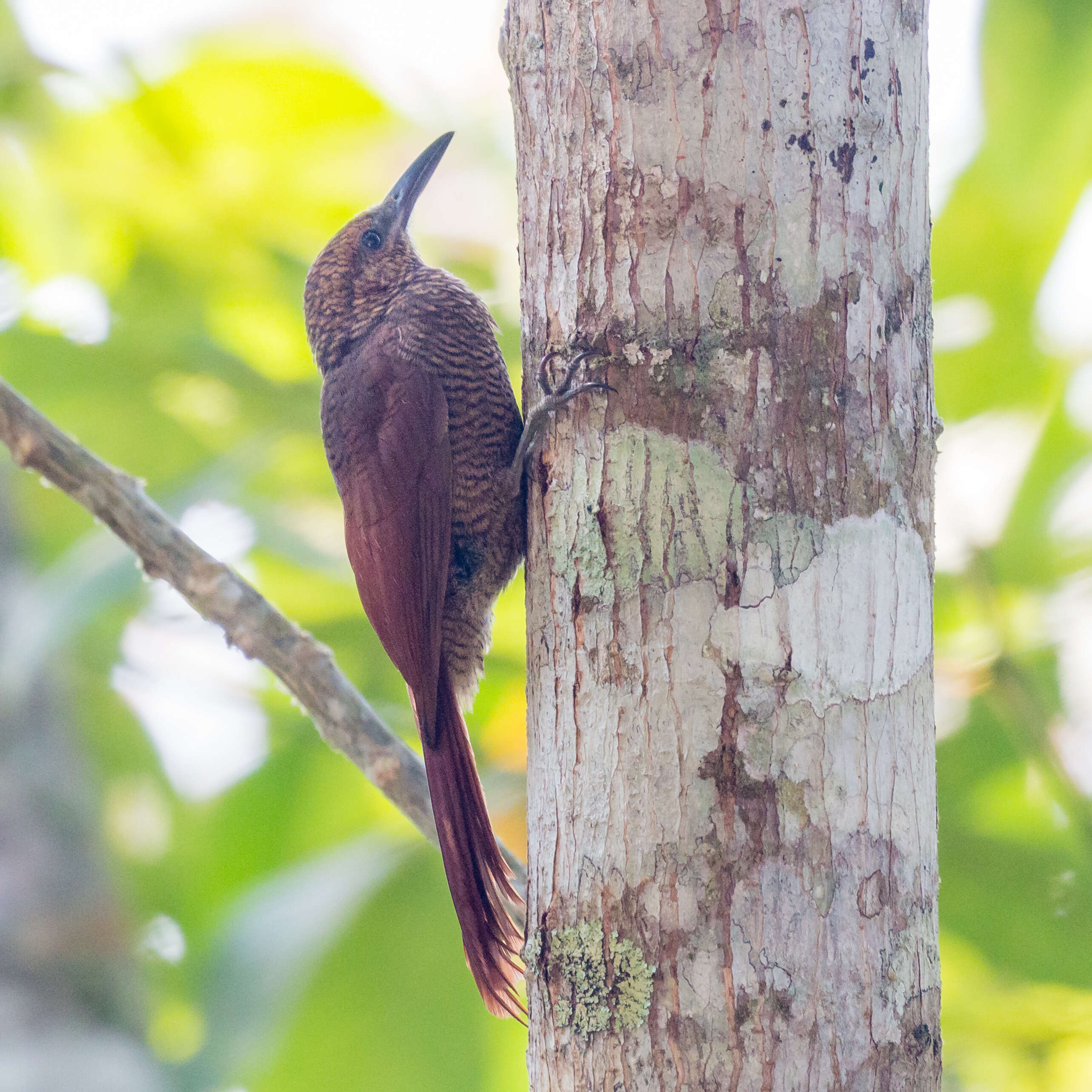 Image of Northern Barred Woodcreeper