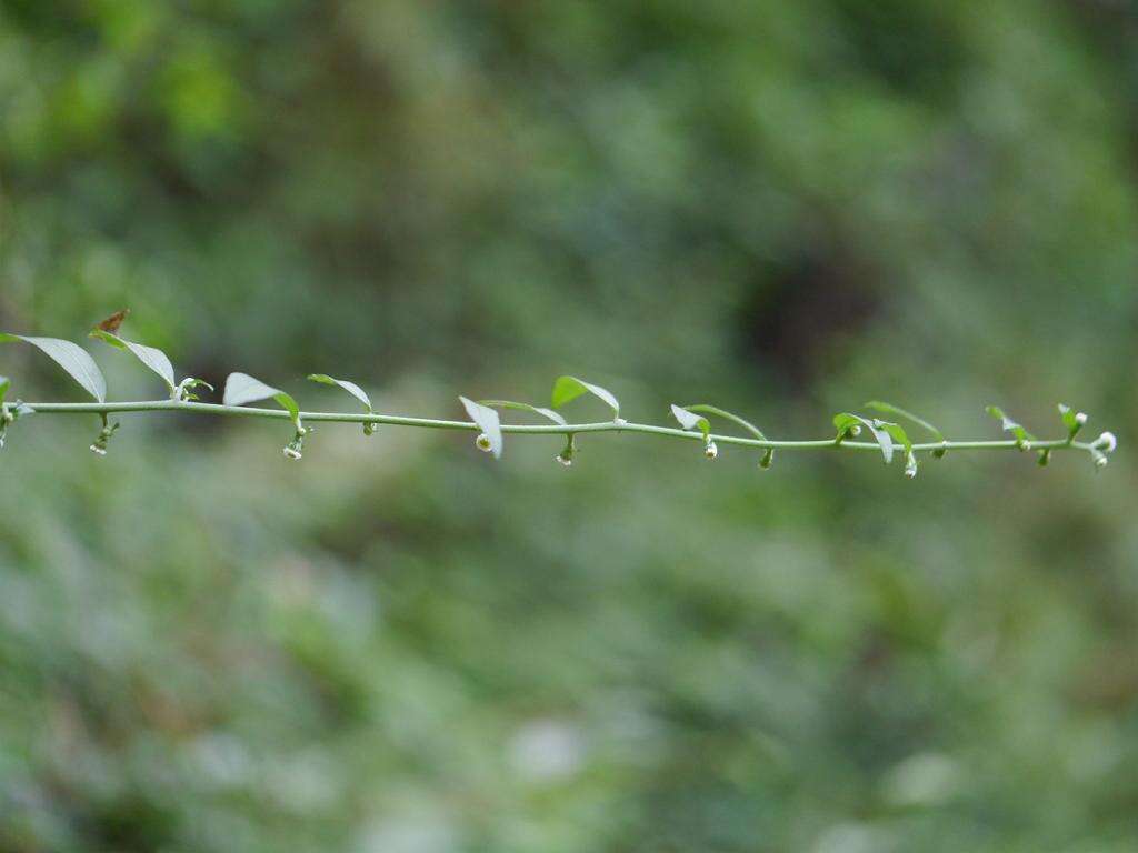 صورة Aster verticillatus (Reinw.) Brouillet, Semple & Y. L. Chen