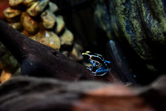 Image of Dyeing Poison Frog