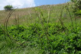 Image of tall globethistle