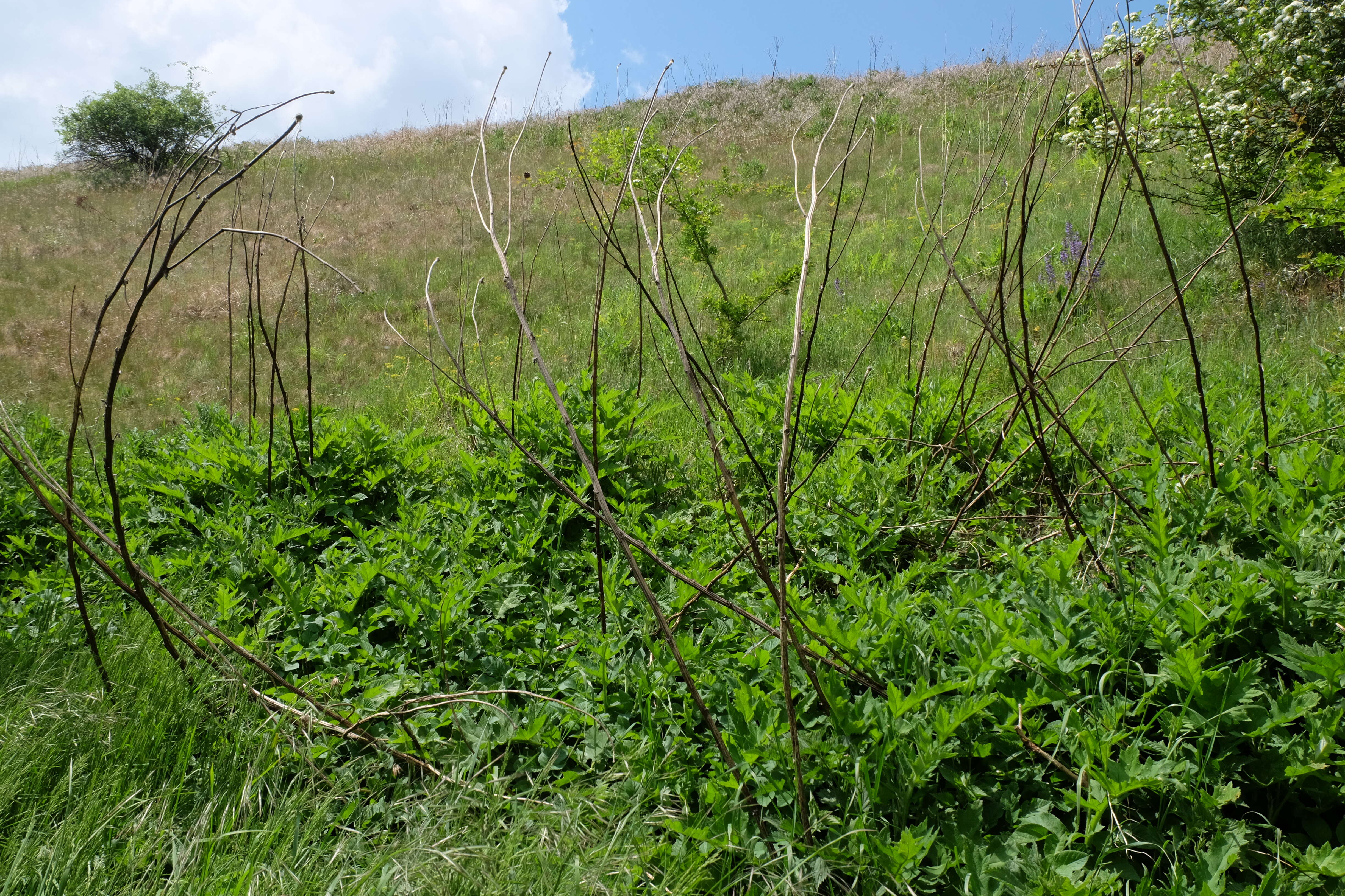 Image of tall globethistle