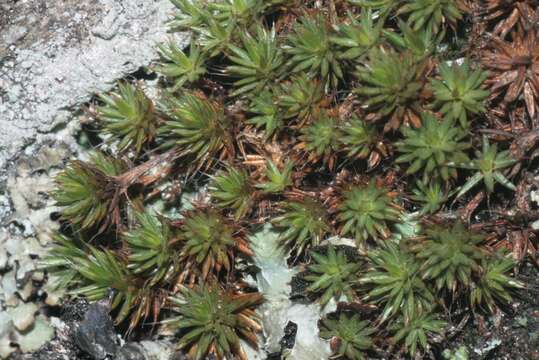 Image of Polytrichum moss