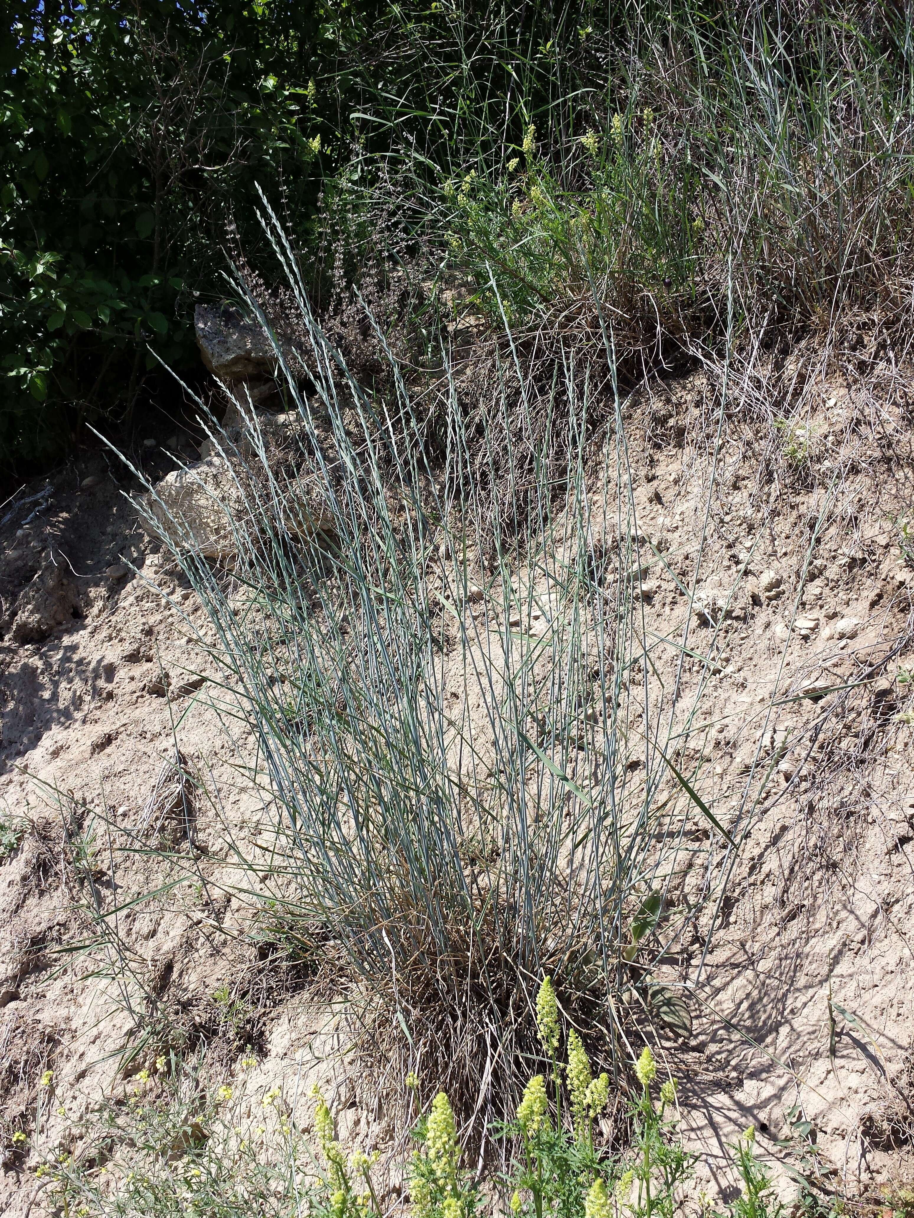 Image of intermediate wheatgrass