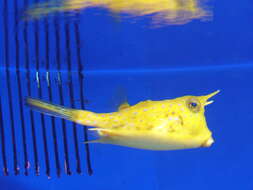 Image of Longhorn cowfish