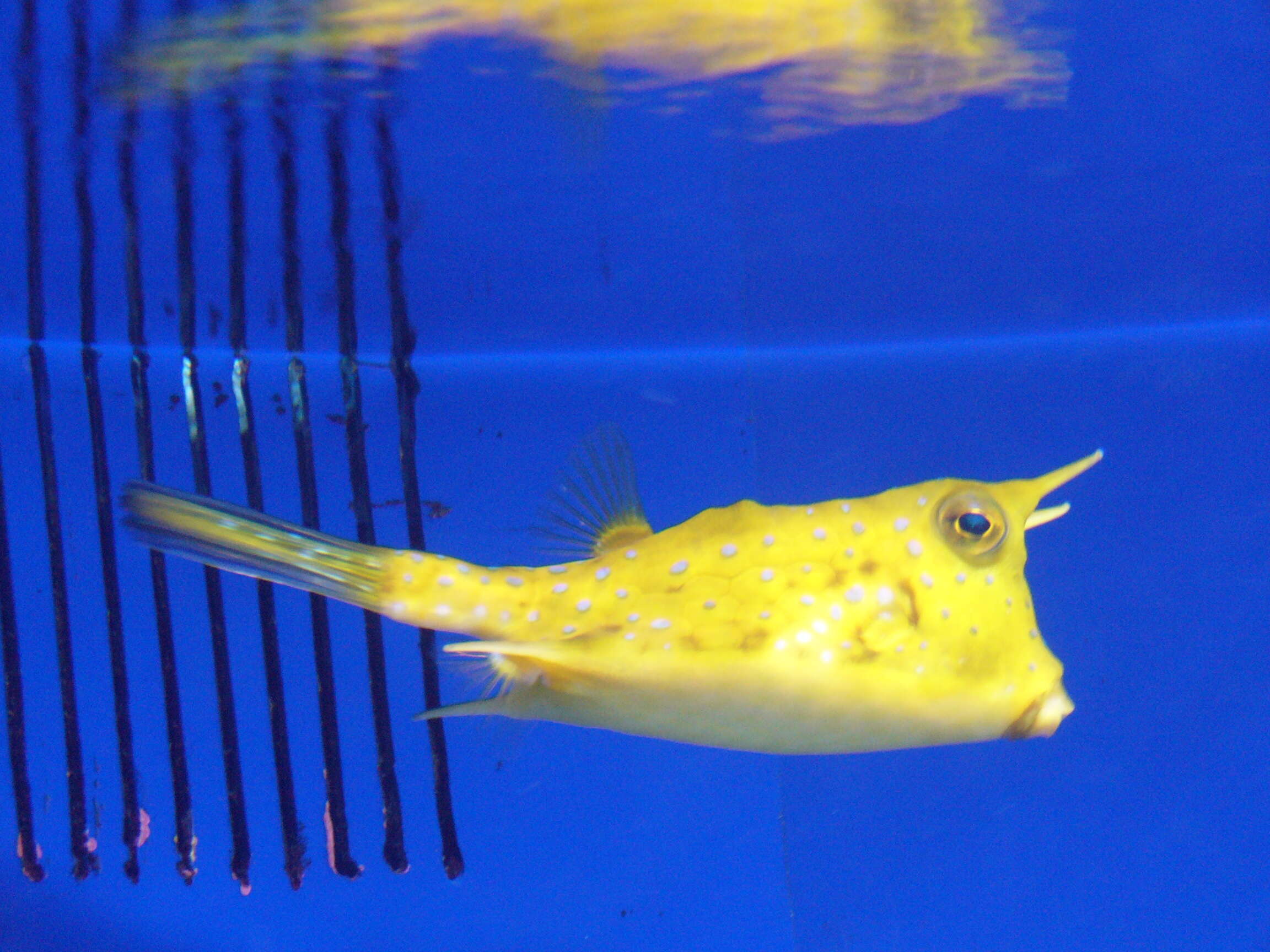 Image of Longhorn cowfish