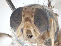 Слика од Bactrocera carambolae Drew & Hancock 1994