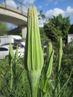 Image of yellow salsify