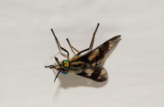 Image of Horse-fly