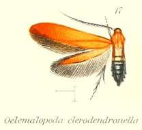 Image de Oedematopoda