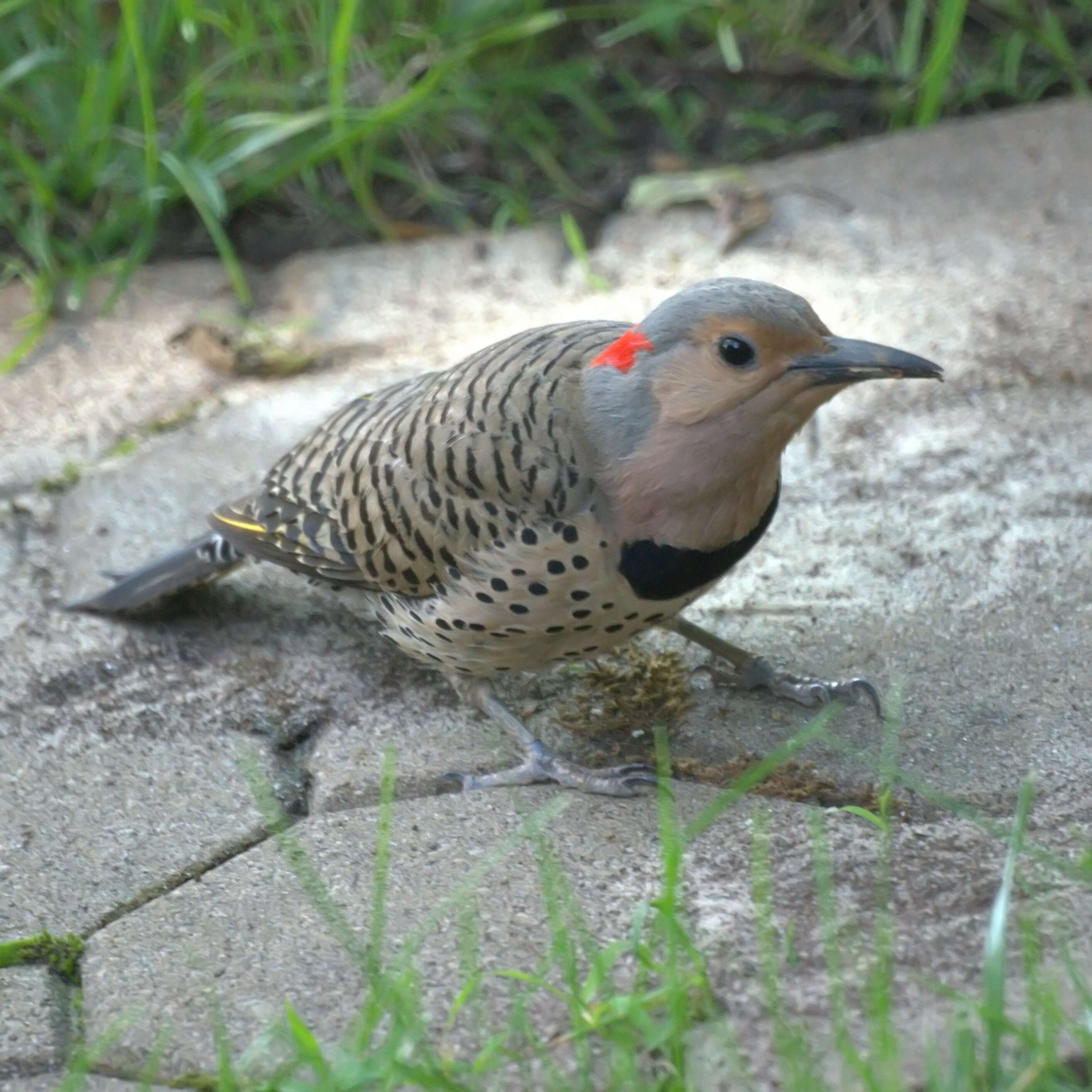 Image of Northern Flicker