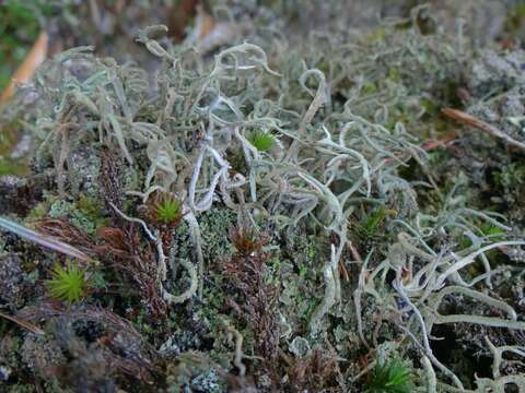 Image of cup lichen