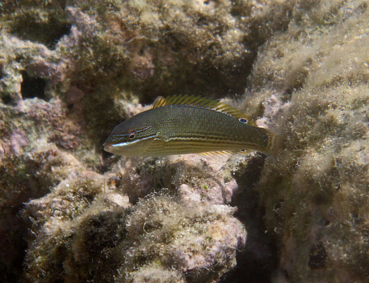 Image of Stripebelly wrasse