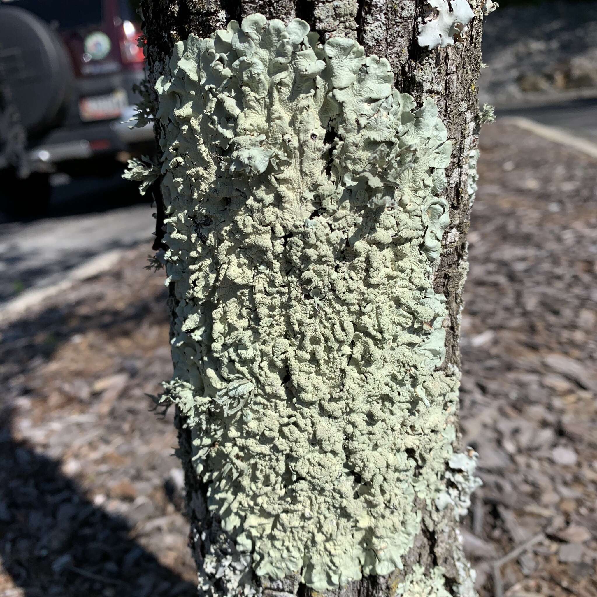 Image of Common greenshield lichen