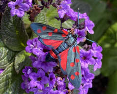 Image of Zygaena ephialtes Linnaeus 1767