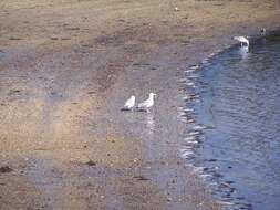 Image of American Herring Gull